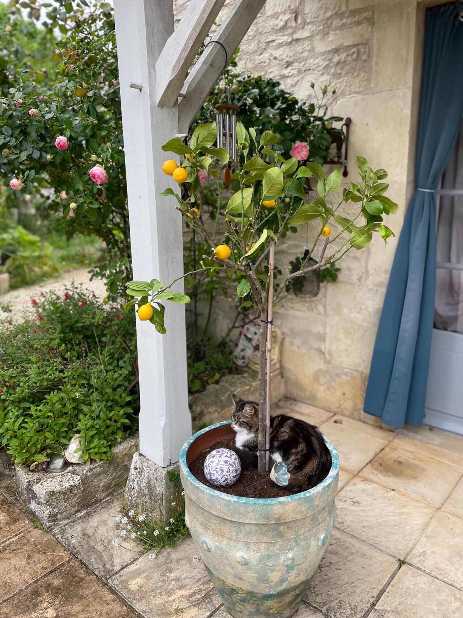 Apartamento Sous L Olivier Tusson Exterior foto