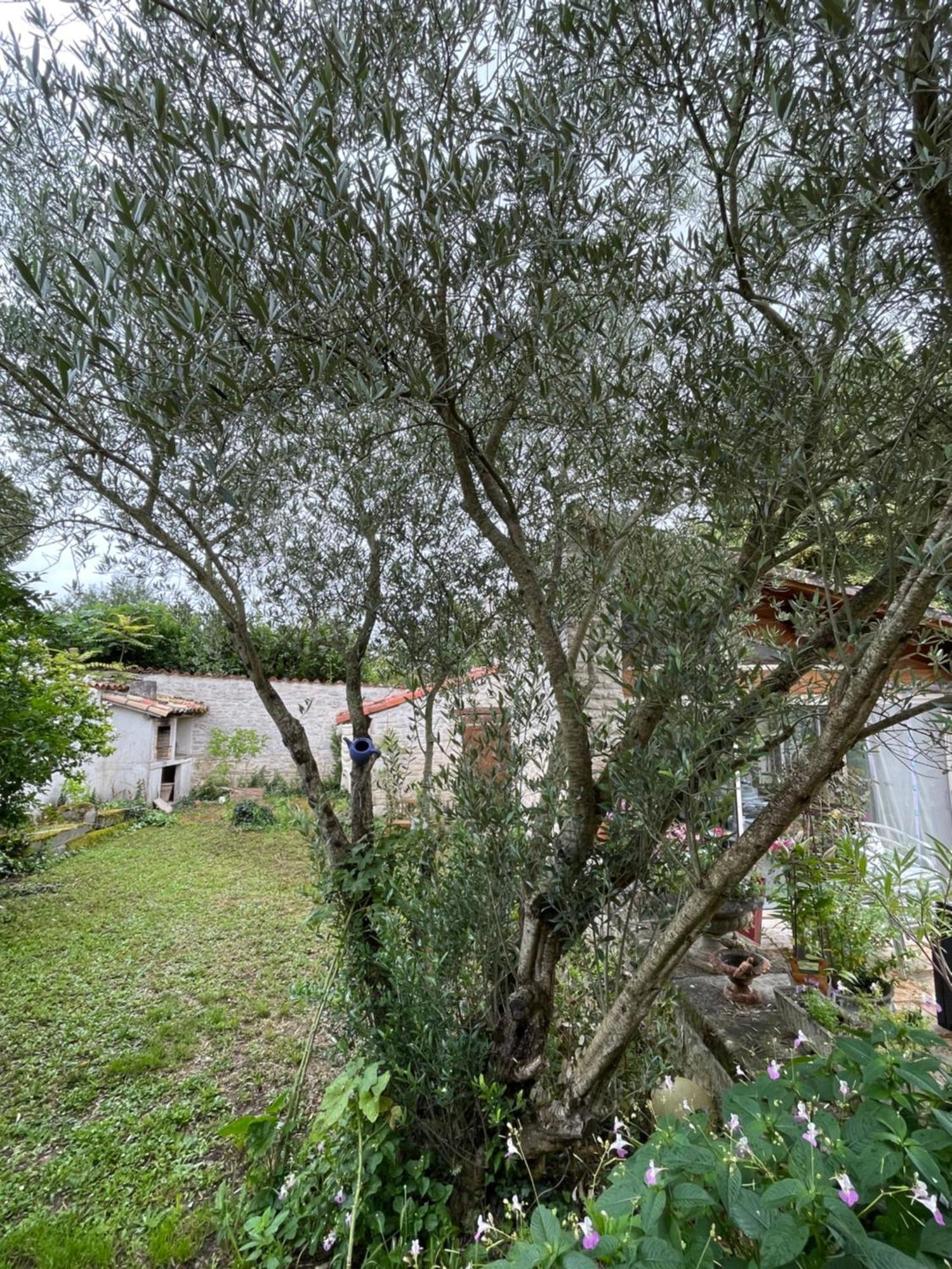 Apartamento Sous L Olivier Tusson Exterior foto